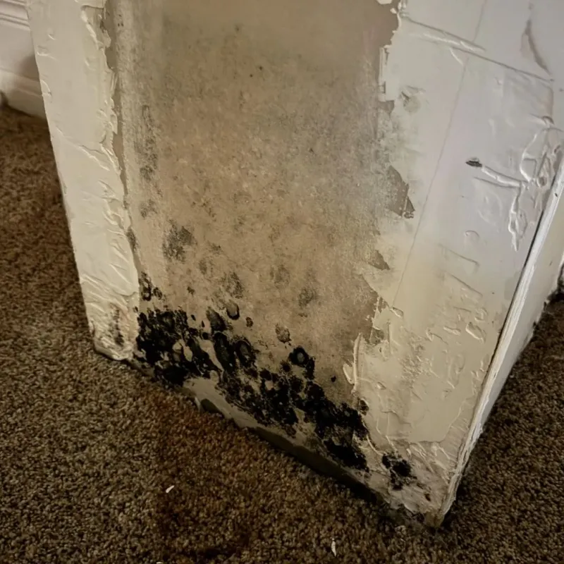 Professional Mold Removal in Winfield, KS